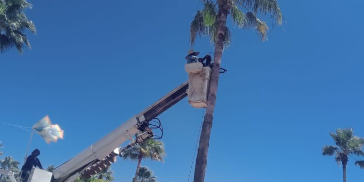 Continúan acciones de mantenimiento urbano con poda de palmeras en el Distribuidor Vial Humaya