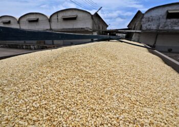 Amplía SADER plazo para formalización de contratos de compraventa del maíz del ciclo otoño-invierno 2025-2026: Bello Esquivel