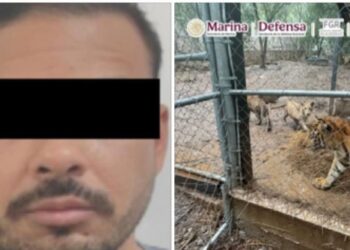 Capturan a uno de los líderes del “Cártel del Noreste” y aseguran 7 tigres