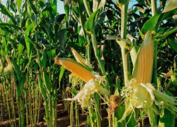 Gobierno de Sinaloa rechaza incumplimientos con productores; apoyos al maíz ya se entregan, afirma Yeraldine Bonilla