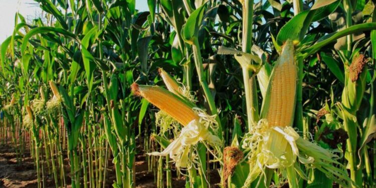 Gobierno de Sinaloa rechaza incumplimientos con productores; apoyos al maíz ya se entregan, afirma Yeraldine Bonilla