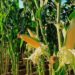 Gobierno de Sinaloa rechaza incumplimientos con productores; apoyos al maíz ya se entregan, afirma Yeraldine Bonilla