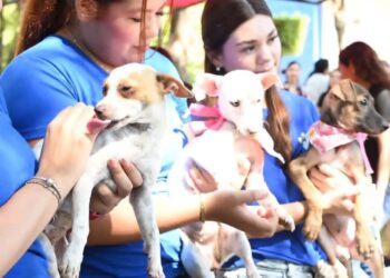 Balto y Togo pide ayuda urgente para alimentar a 400 animales rescatados