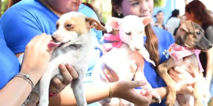 Balto y Togo pide ayuda urgente para alimentar a 400 animales rescatados