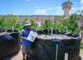 Personas Privadas de la Libertad siembran alevines de tilapia en el Centro Penitenciario El Castillo, en Mazatlán, y con ello cultivan la esperanza de un futuro digno