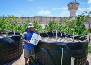 Personas Privadas de la Libertad siembran alevines de tilapia en el Centro Penitenciario El Castillo, en Mazatlán, y con ello cultivan la esperanza de un futuro digno