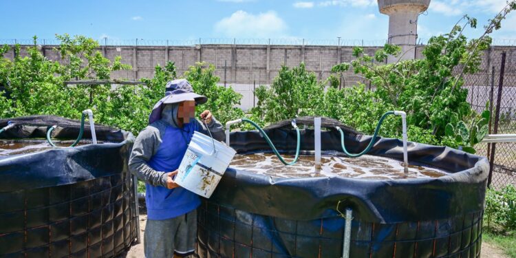 Personas Privadas de la Libertad siembran alevines de tilapia en el Centro Penitenciario El Castillo, en Mazatlán, y con ello cultivan la esperanza de un futuro digno
