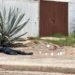 Ejecutan a balazos a un hombre en el estacionamiento de departamentos del Infonavit Humaya