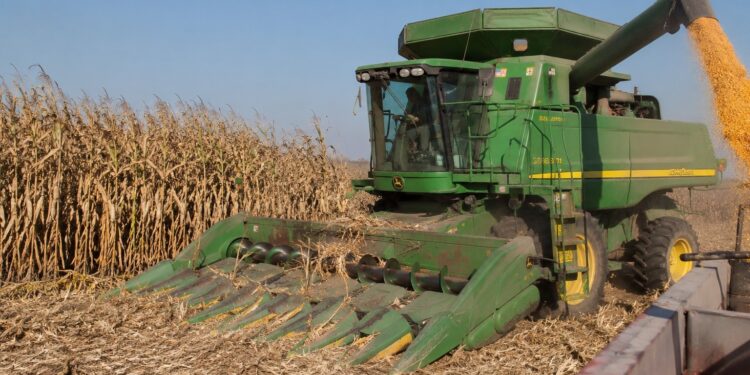 Informa Secretario de Agricultura de Sinaloa Ismael Bello Esquivel apertura de ventanillas para el apoyo a la comercialización de maíz blanco 2025-2026