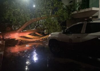 Huracán Genevieve deja árboles caídos, fuertes vientos y lluvias en Culiacán