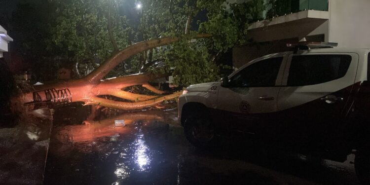 Huracán Genevieve deja árboles caídos, fuertes vientos y lluvias en Culiacán