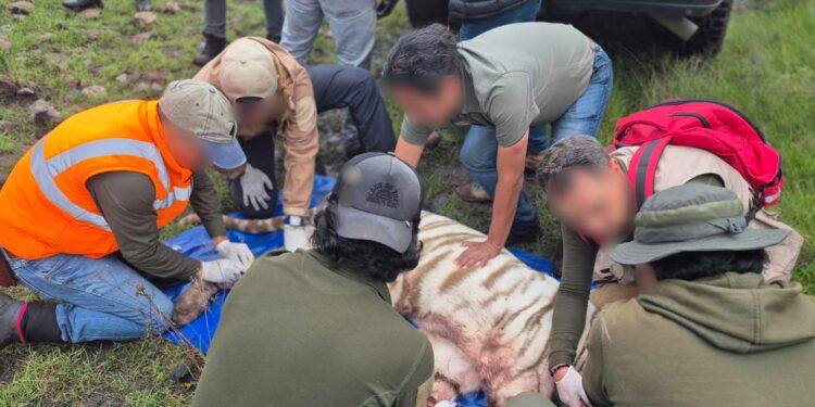 Tigre muere en rescate y AZCARM acusa improvisación en PROFEPA