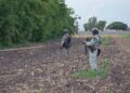 Hallan cuerpo envuelto en una cobija cerca del campo Aníbal, en Navolato