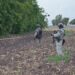 Hallan cuerpo envuelto en una cobija cerca del campo Aníbal, en Navolato
