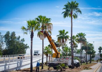 Anuncia Ayuntamiento de Culiacán trabajos integrales de poda sobre el bulevar Emiliano Zapata