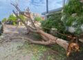 Atiende Ayuntamiento de Culiacán afectaciones por lluvias y fuertes vientos con operativo permanente