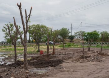 Ayuntamiento de Culiacán fortalece reforestación urbana con trasplante de árboles