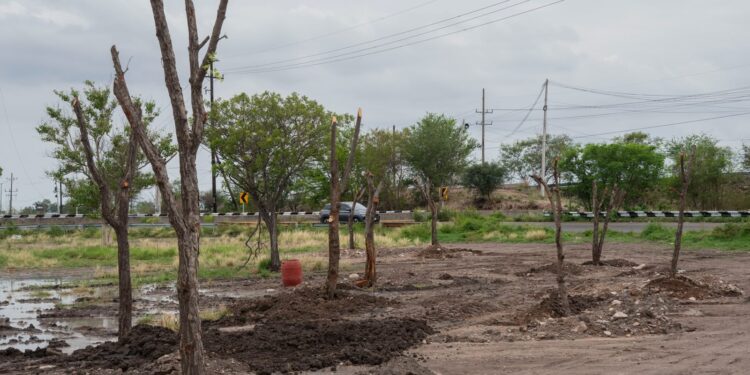 Ayuntamiento de Culiacán fortalece reforestación urbana con trasplante de árboles