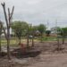 Ayuntamiento de Culiacán fortalece reforestación urbana con trasplante de árboles