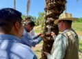 Salud Sinaloa refuerza trabajo de campo para prevenir riesgos asociados al gusano barrenador