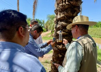Salud Sinaloa refuerza trabajo de campo para prevenir riesgos asociados al gusano barrenador