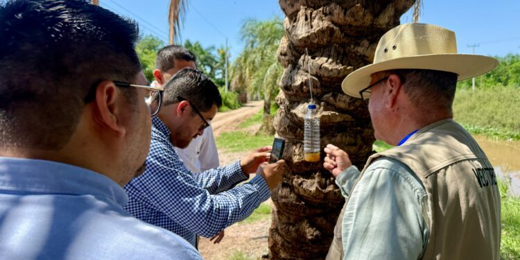 Salud Sinaloa refuerza trabajo de campo para prevenir riesgos asociados al gusano barrenador