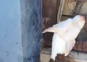 Murió encadenada: denuncian otro caso de presunto maltrato animal en Culiacán
