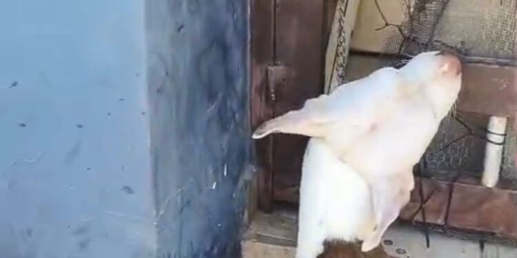 Murió encadenada: denuncian otro caso de presunto maltrato animal en Culiacán