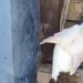 Murió encadenada: denuncian otro caso de presunto maltrato animal en Culiacán