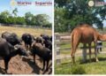 Marina, FGR,  y SSPC aseguran 5 inmuebles y más de 130 animales exóticos en Tamaulipas