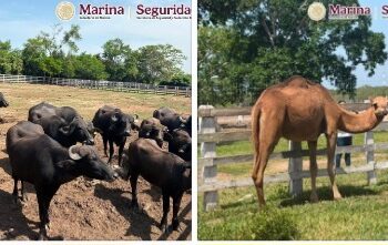 Marina, FGR,  y SSPC aseguran 5 inmuebles y más de 130 animales exóticos en Tamaulipas