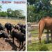 Marina, FGR, y SSPC aseguran 5 inmuebles y más de 130 animales exóticos en Tamaulipas