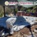 Más de 16 toneladas de metanfetamina fueron aseguradas en Sinaloa