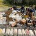 FGR incinera más de media tonelada de narcóticos