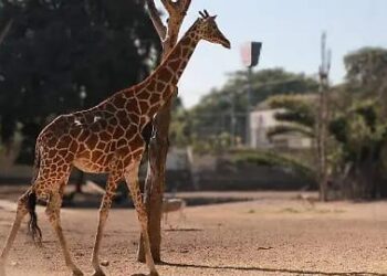 Derivado de las condiciones climatológicas registradas en la ciudad murió la jirafa Yuli