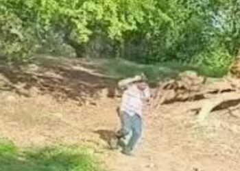Muere vecino de Costa Rica tras ser atacado por abejas