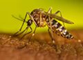 Sinaloa suma alrededor de 600 casos de Dengue y dos muertes en Sinaloa durante 2026