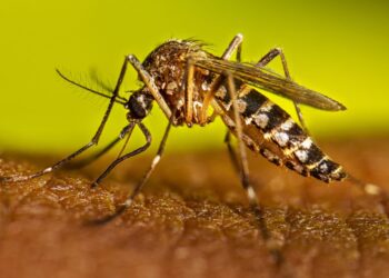 Sinaloa suma alrededor de 600 casos de Dengue y dos muertes en Sinaloa durante 2026