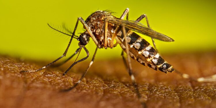 Sinaloa suma alrededor de 600 casos de Dengue y dos muertes en Sinaloa durante 2026