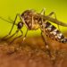 Sinaloa suma alrededor de 600 casos de Dengue y dos muertes en Sinaloa durante 2026