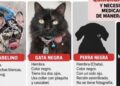 Sujetos armados asaltan a veterinarios y se llevan mascotas de sus clientes en Culiacán