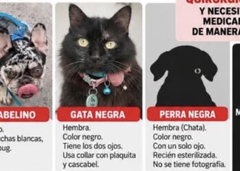 Sujetos armados asaltan a veterinarios y se llevan mascotas de sus clientes en Culiacán