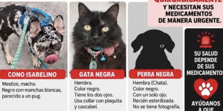 Sujetos armados asaltan a veterinarios y se llevan mascotas de sus clientes en Culiacán