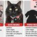 Sujetos armados asaltan a veterinarios y se llevan mascotas de sus clientes en Culiacán