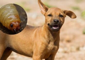 Reportan cerca de 25 casos de gusano barrenador en perros de Sinaloa