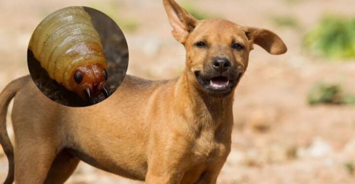 Reportan cerca de 25 casos de gusano barrenador en perros de Sinaloa