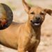 Reportan cerca de 25 casos de gusano barrenador en perros de Sinaloa