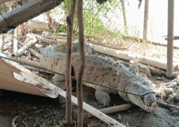 Alertan vecinos de El Trébol, Navolato, por presencia de cocodrilo en una vivienda