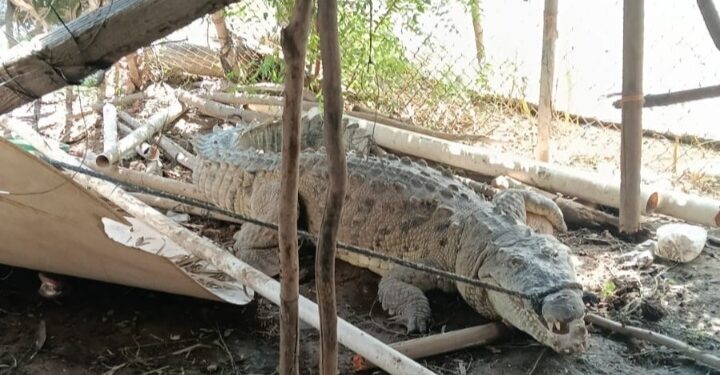 Alertan vecinos de El Trébol, Navolato, por presencia de cocodrilo en una vivienda