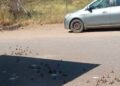 Reportan ponchallantas en Guasave mientras fuerzas federales mantienen despliegue por aire y tierra